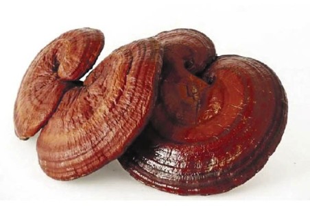 Reishi hongo en polvo