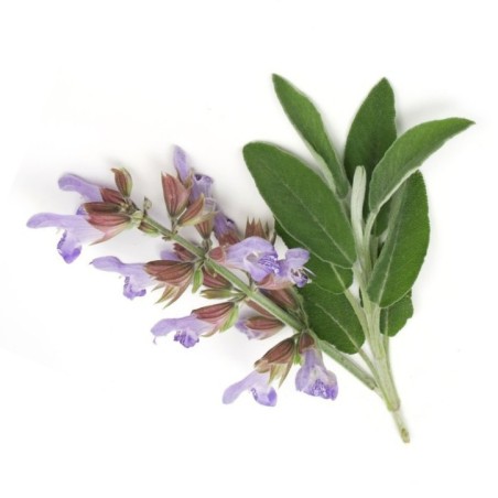 Aceite Esencial de Salvia Orgánico