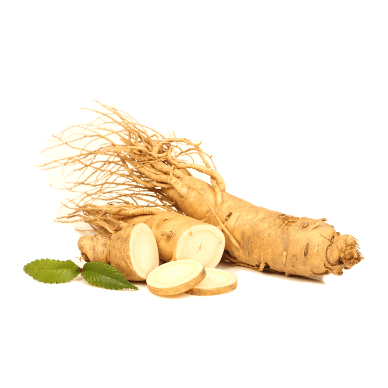 Ginseng Panax en polvo